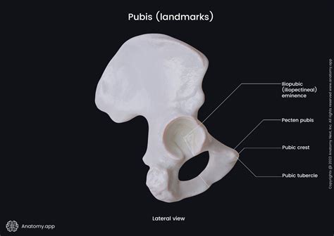 Pubic Bone Encyclopedia Learn Anatomy 3D Models, Articles,, 60% OFF