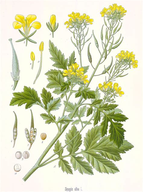 Sinapis alba (White Mustard) : MaltaWildPlants.com - the online Flora ...