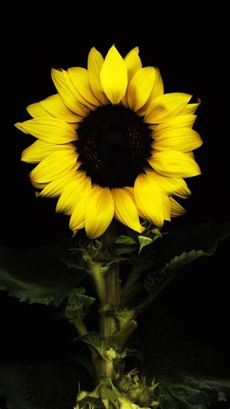 Black Sunflower Wallpapers - Top Free Black Sunflower Backgrounds ...