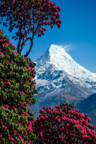 320+ Himalayan Vally Of Flowers Stock Photos, Pictures & Royalty-Free ...