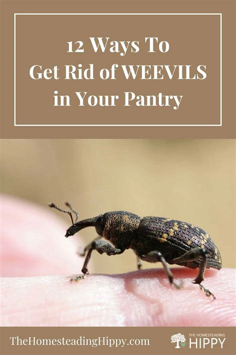 12 Ways To Get Rid Of Weevils In Your Pantry