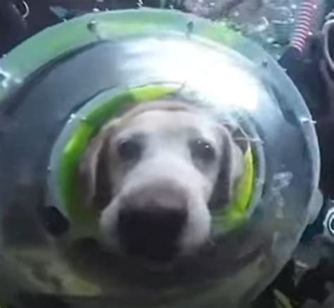 Создать мем "домашние животные, смешные животные, веселые животные ...