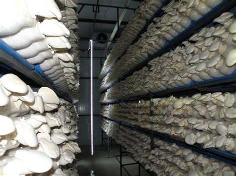 41 questions with answers in MUSHROOM CULTIVATION | Science topic