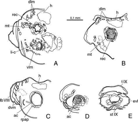 Larval Morphology And Phylogenetic Position Of Micromalthus Debilis Leconte Coleoptera