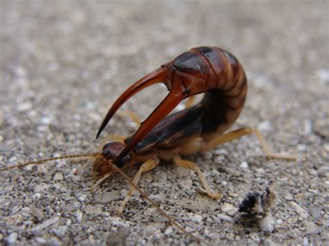 Big Earwig This Has To Be The Largest Earwig Iv Ever Seen Flickr