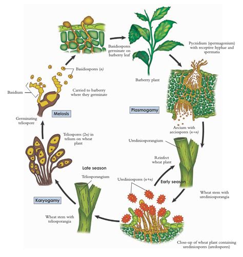 Life Cycle Of Wheat Plant