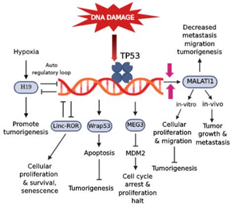 Cells Free Full Text Deciphering The Mounting Complexity Of The P53