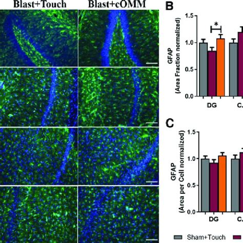 A Representative Images Of Gfap Expression Within The Hippocampus