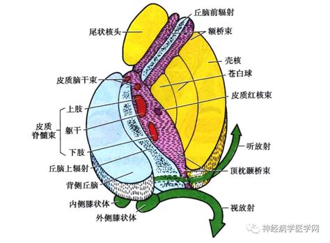 内囊胼胝体基底神经节病损症状及定位诊断一文读懂 澎湃号湃客 澎湃新闻 The Paper