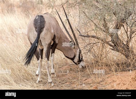 Female Oryx Aka Gemsbok Grazing Kgalagadi Transfrontier Park South