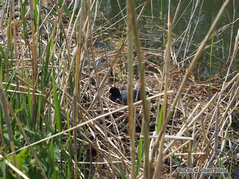 Foulque Macroule Fulica Atra Bioobs