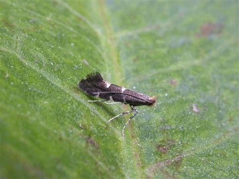 Callisto Denticulella Ukmoths