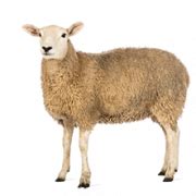 Sheep PNG Transparent Images | PNG All