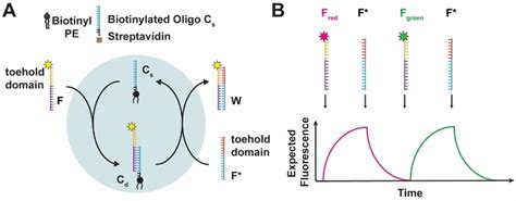 Design Of A Toehold‐mediated Dna Strand Displacement Reaction Driving Download Scientific