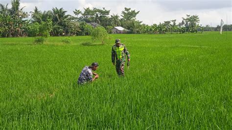 Babinsa Dampingi Petani Lakukan Pemeliharaan Tanaman Padi