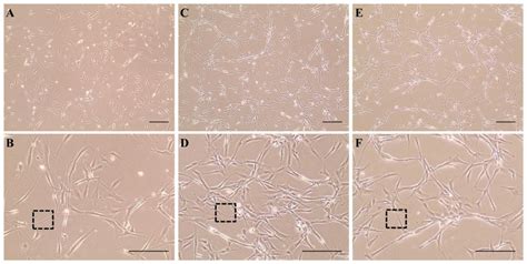 Cervical Spinal Cord Derived Neural Stem Progenitor Cells NSPCs In