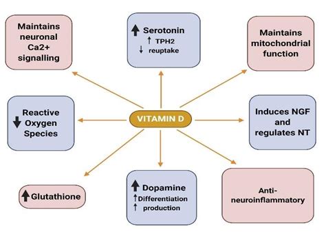 Possible Roles Of Vitamin D Protective Role Against Depression And