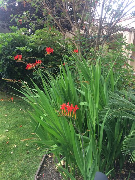 Red Flower With Tall Grass Like Leaves Plants Planting Flowers Garden Bulbs