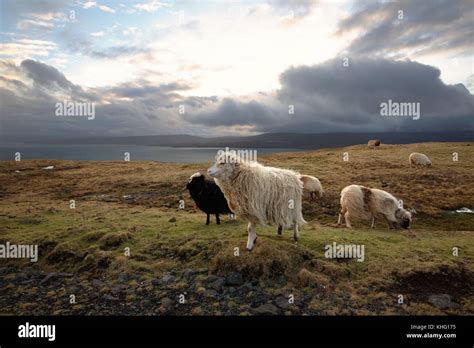 Wildlife in the Faroe Islands Stock Photo - Alamy