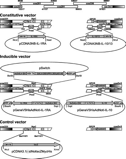 Construction Of Recombinant Hvs Viruses Functional Vectors Were