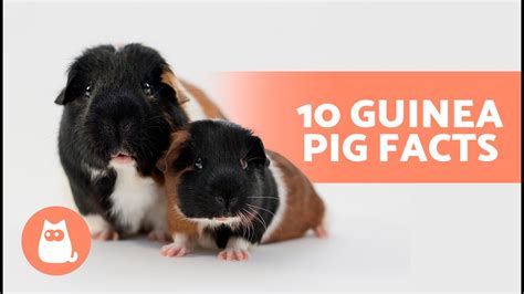 Guinea Pig Sounds And Noises What Do They Mean Oxbow Atelier Yuwa