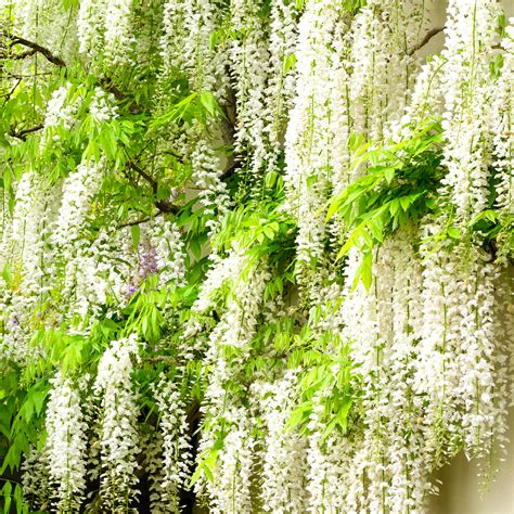 Wisteria Alba | White Flowering Deciduous Hardy Climbing Garden Shrub