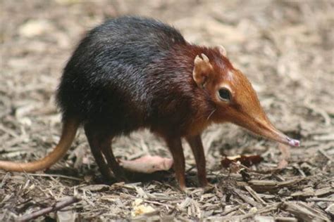 Weeks Quirkiest Animal The Elephant Shrew African Safaris