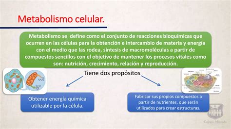 Metabolismo Celular Ppt