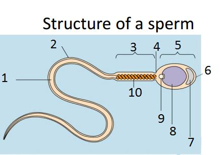 Male Reproductive System Flashcards Quizlet