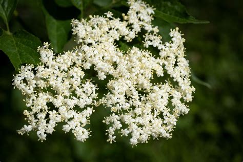 Elderflower: What it Tastes Like and How To Use Them - Plant Food At Home