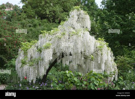 White wisteria tree hi-res stock photography and images - Alamy