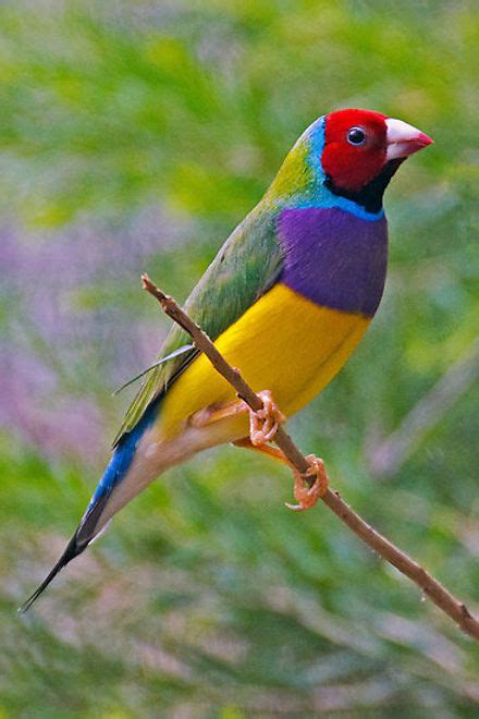 Gouldian Finch Care Guide Breeding Prices Lifespan And 45 Off