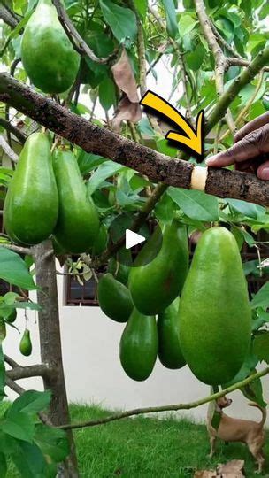 Increíble truco Activa una abundante floración y el mejor cuaje con