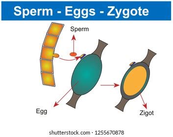 Zygote Fertilization Sperm Eggs Zygote Biology Stock Vector (Royalty Free) 1255670878