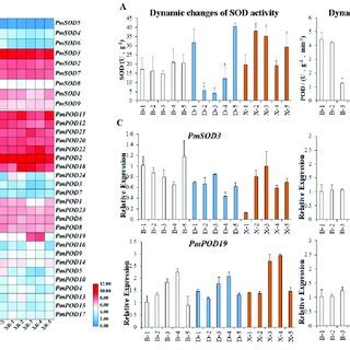 SOD and POD enzyme activity changes and encoding gene expression... | Download Scientific Diagram