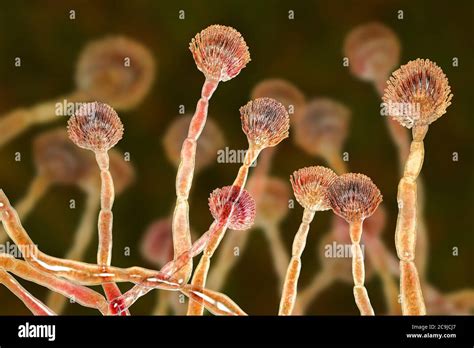 Computer Illustration Of Green Mould Aspergillus Flavus Conidiophore