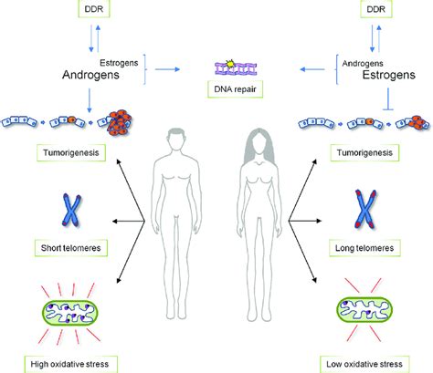 Sex Disparities In Physiological Cellular Processes Regulated By Ddr