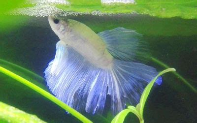 Why do Betta Fish Make Bubbles at Water Surface? - AquariumNexus