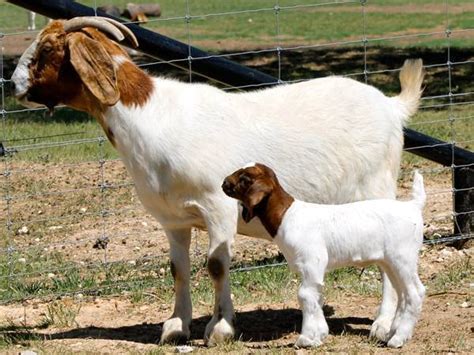 Does • PCG Boer Goats of Boerne, Texas