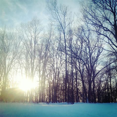 Sun Shining Through Bare Trees In A Winter Snow Scene Stockfreedom