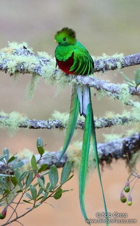 Quetzal Pretty Birds Colorful Birds Animals Beautiful