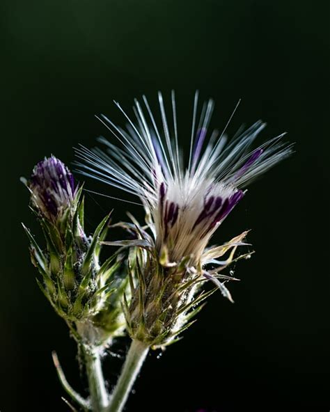 Thistle Plant Purple - Free photo on Pixabay - Pixabay