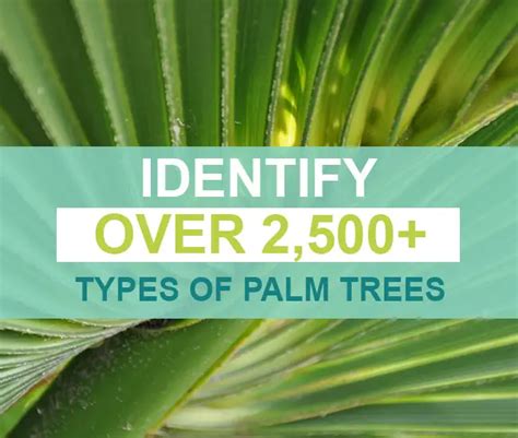 palm-tree-identification-650×550-1 | Florida Palm Trees