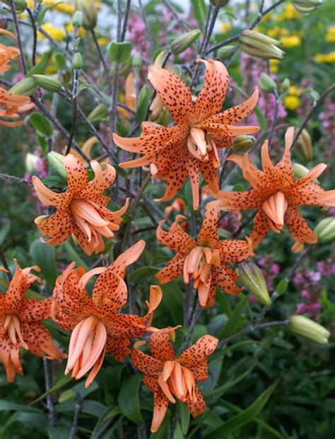 Lilium Lancifolium Flore Pleno Double Tiger Lily