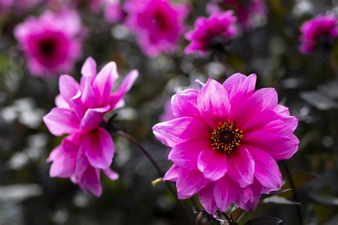 Pink Dahlias Shining Against Dark Leavesdrum Castle Near Drumoak In