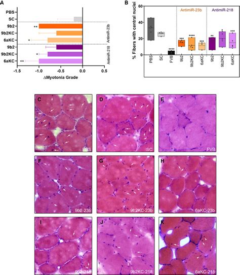 Recursive Administration Of CPP PMO AntimiRs Improved Functional And