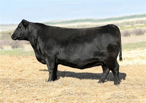 Angus Embryos For Sale Sb10 3271 Sire Buyer