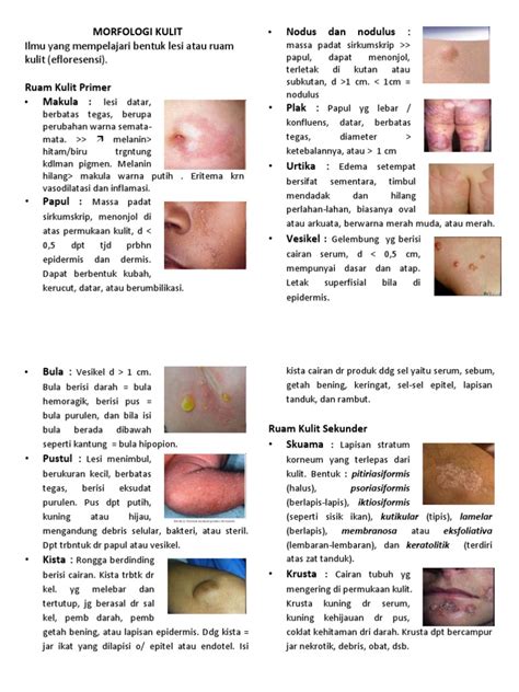 Morfologi Kulit Pdf