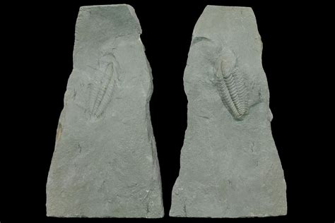 Cambrian Trilobite Termierella With Pos Neg Issafen Morocco