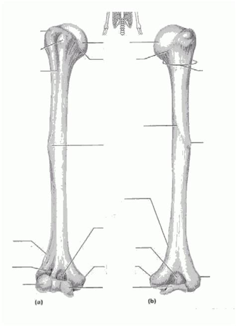 Upper Limbs Diagram Quizlet